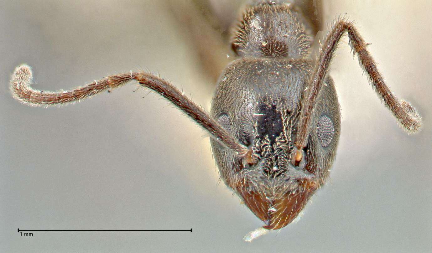 Image de Anonychomyrma angusta (Stitz 1911)