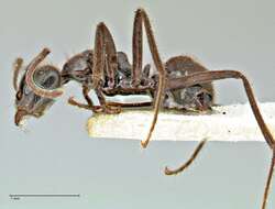 Image de Anonychomyrma angusta (Stitz 1911)