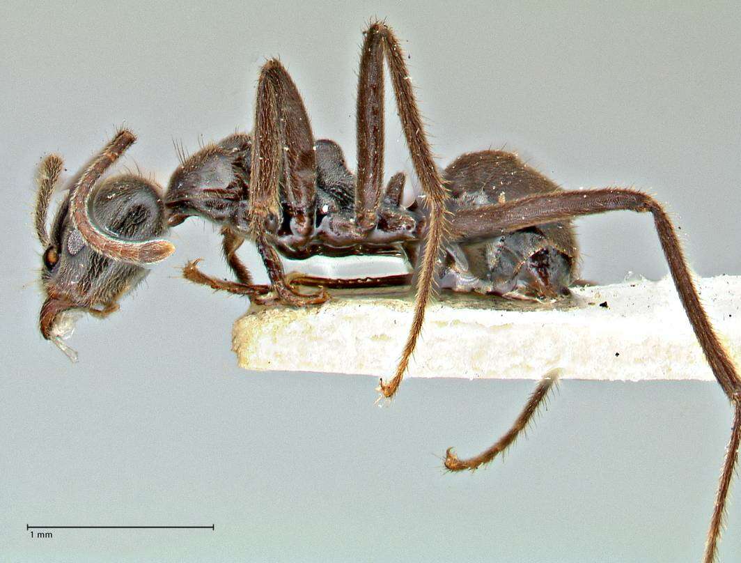 Image de Anonychomyrma angusta (Stitz 1911)