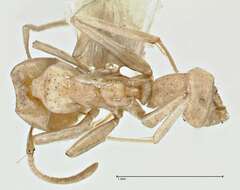 Plancia ëd Iridomyrmex chasei Forel 1902