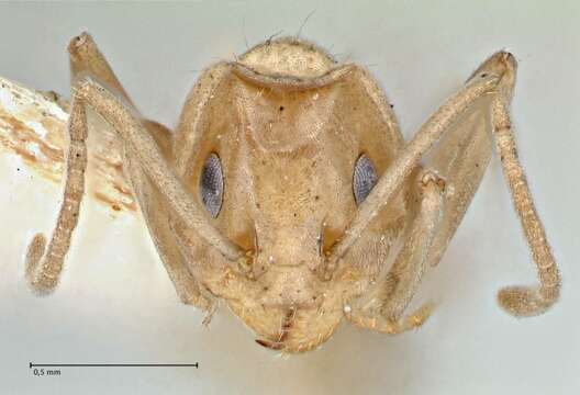 Plancia ëd Iridomyrmex chasei Forel 1902