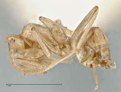 Plancia ëd Iridomyrmex chasei Forel 1902