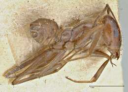 Image of Iridomyrmex bicknelli Emery 1898