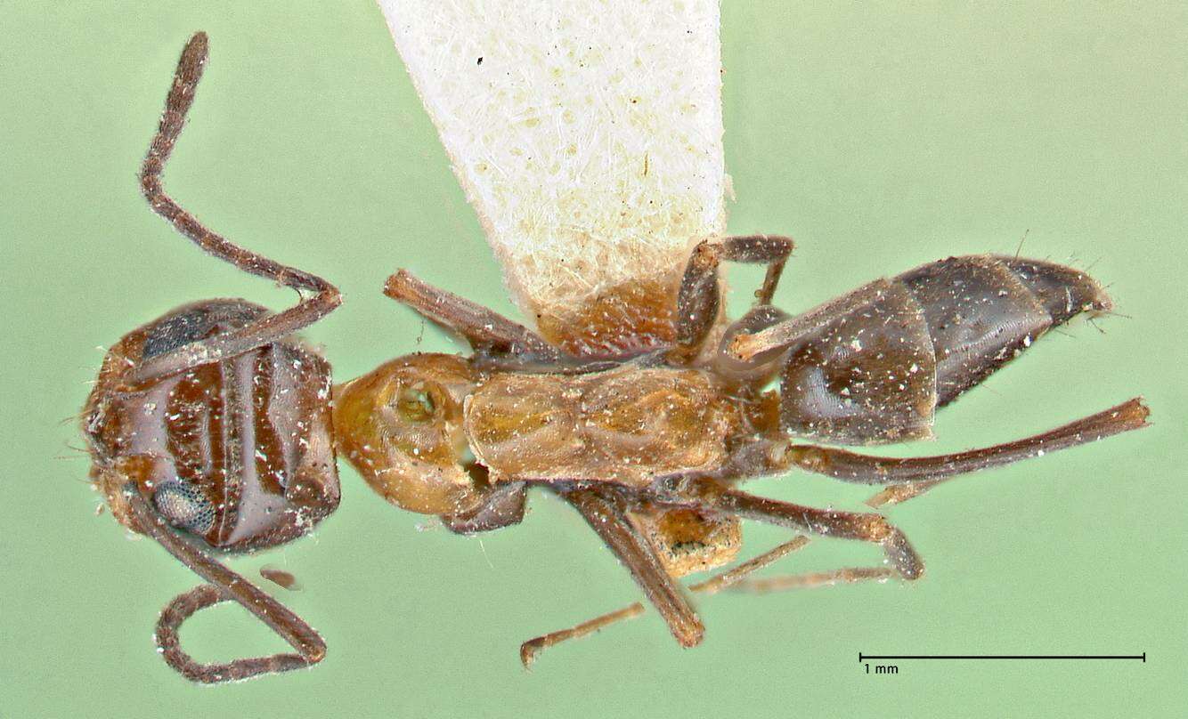 Image of Dorymyrmex pyramicus (Roger 1863)