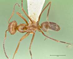 Image of Dorymyrmex pyramicus (Roger 1863)