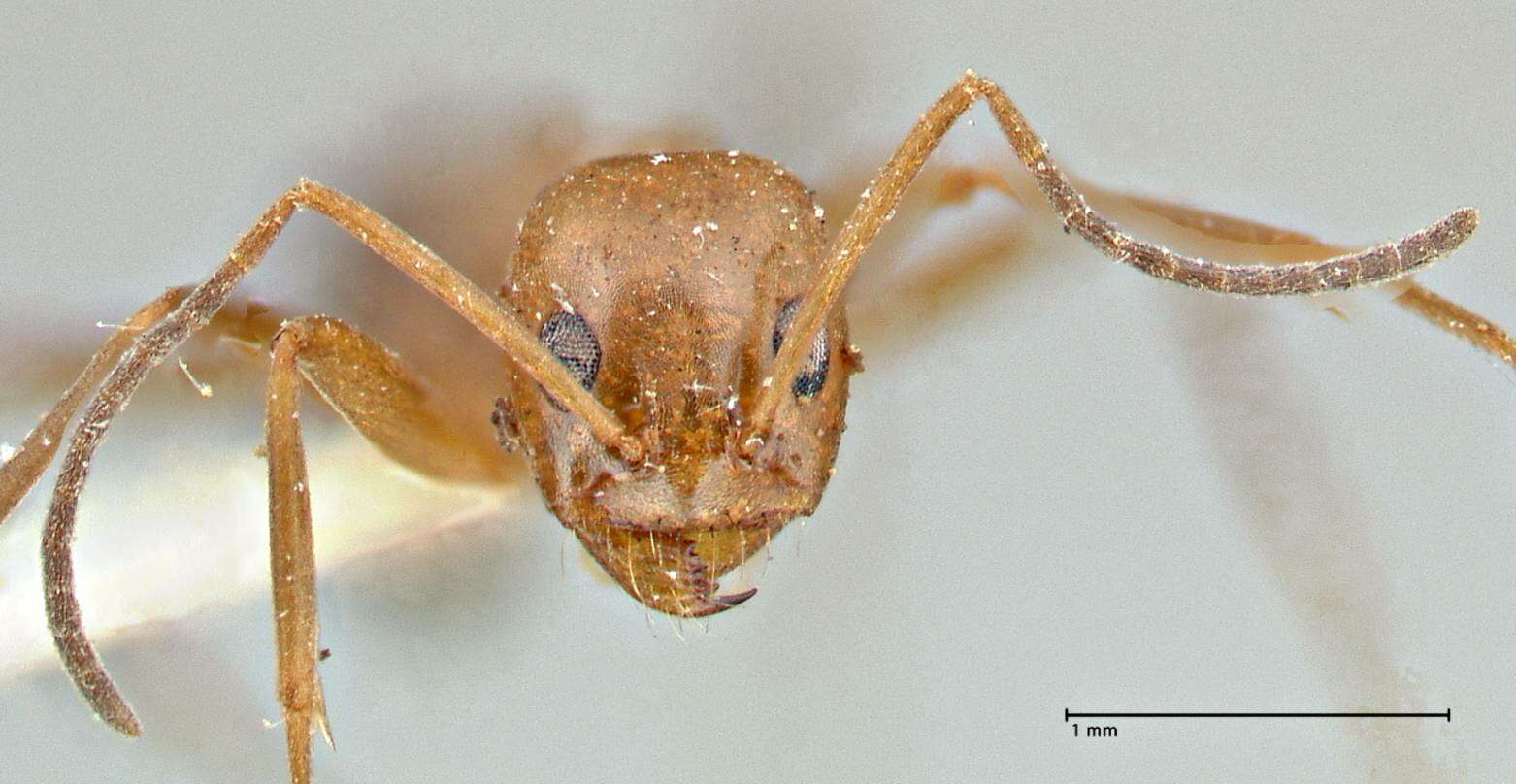 Image of Dorymyrmex pyramicus (Roger 1863)