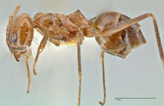 Image of Dorymyrmex pyramicus (Roger 1863)