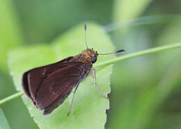 Image of Dun Sedge Skipper