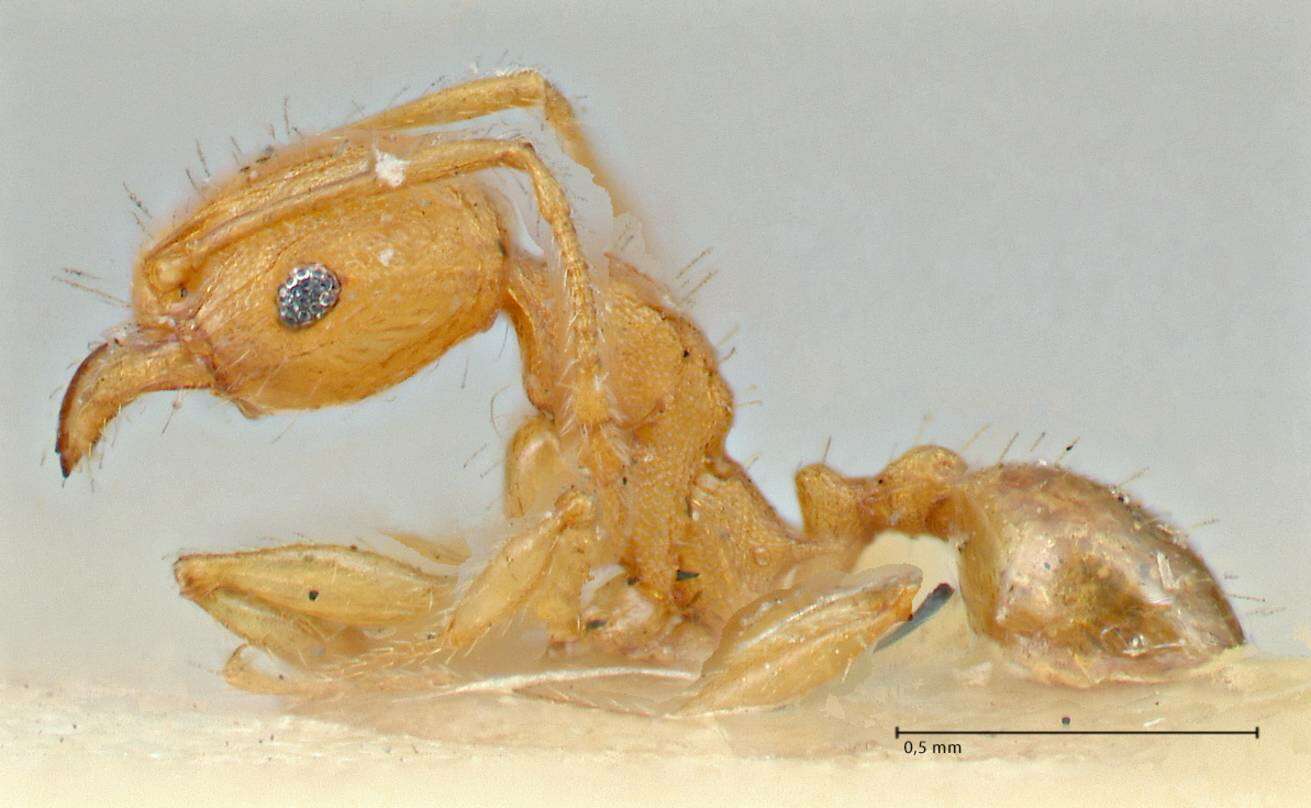 Image of Pheidole variabilis Mayr 1876