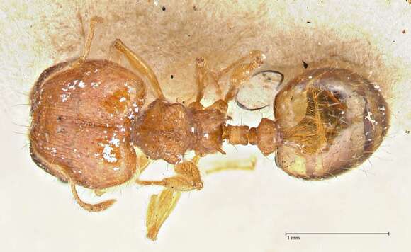 Plancia ëd Pheidole variabilis Mayr 1876