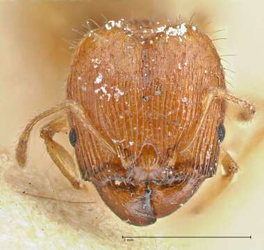 Plancia ëd Pheidole variabilis Mayr 1876