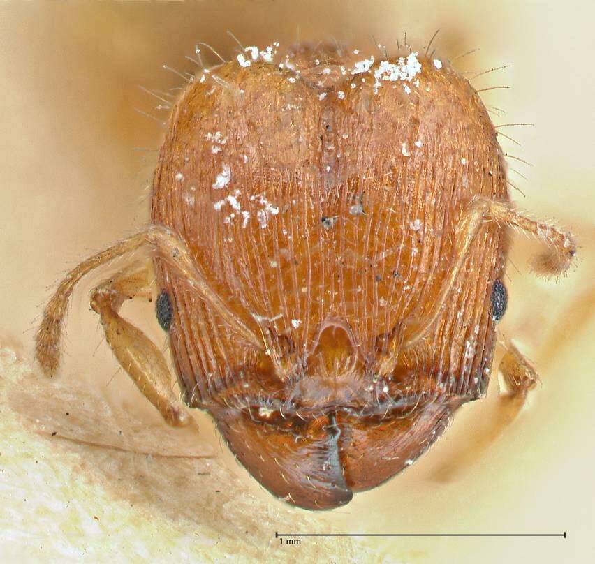 Image of Pheidole variabilis Mayr 1876