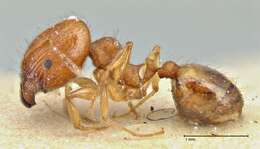 Plancia ëd Pheidole variabilis Mayr 1876