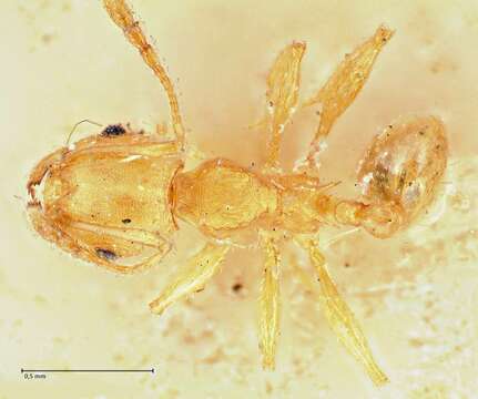 Plancia ëd Pheidole variabilis Mayr 1876