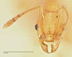 Plancia ëd Pheidole variabilis Mayr 1876