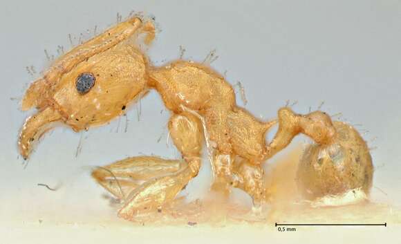 Plancia ëd Pheidole variabilis Mayr 1876