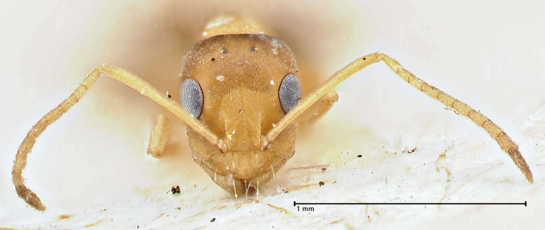 Image of Tapinolepis pernix