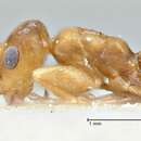 Image of Tapinolepis pernix