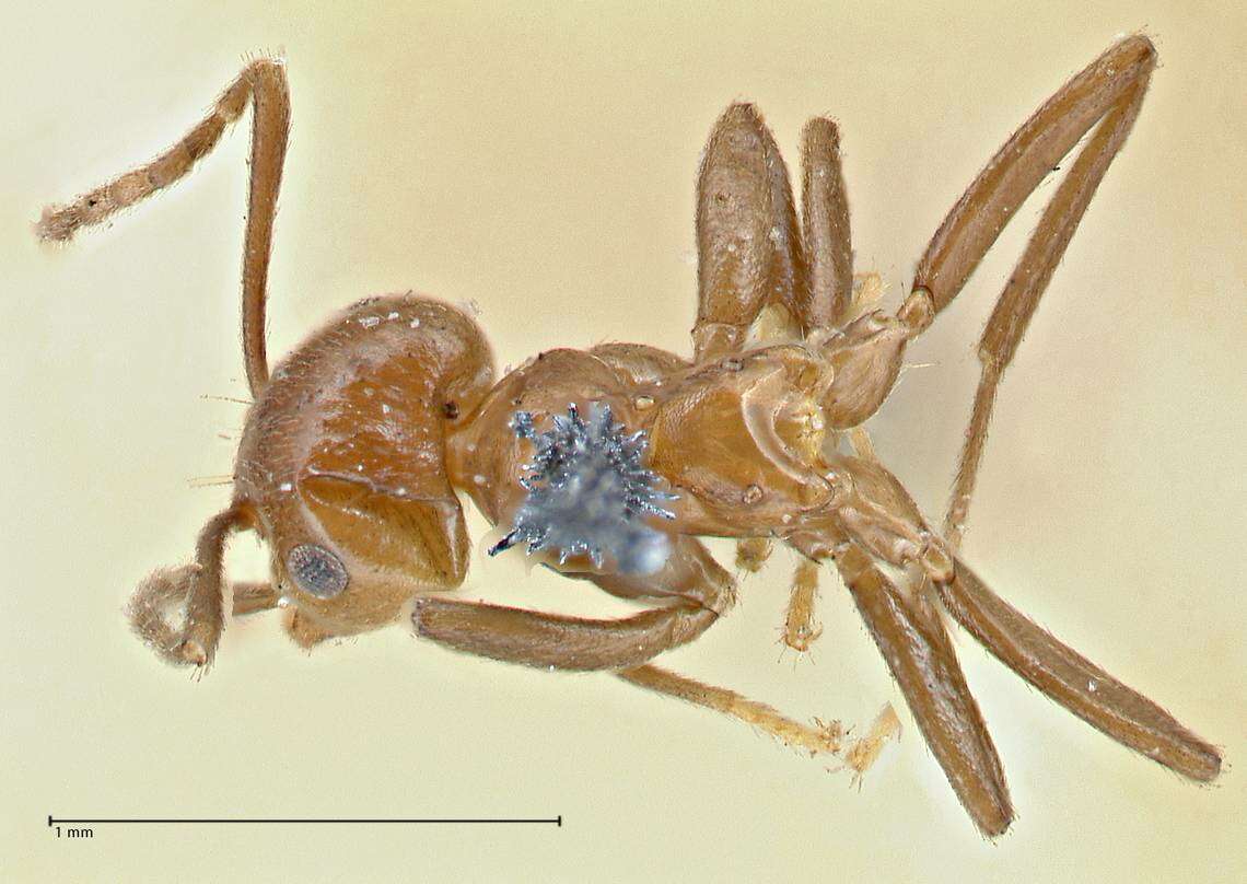 Imagem de Brachymyrmex coactus Mayr 1887