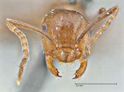 Imagem de Brachymyrmex coactus Mayr 1887