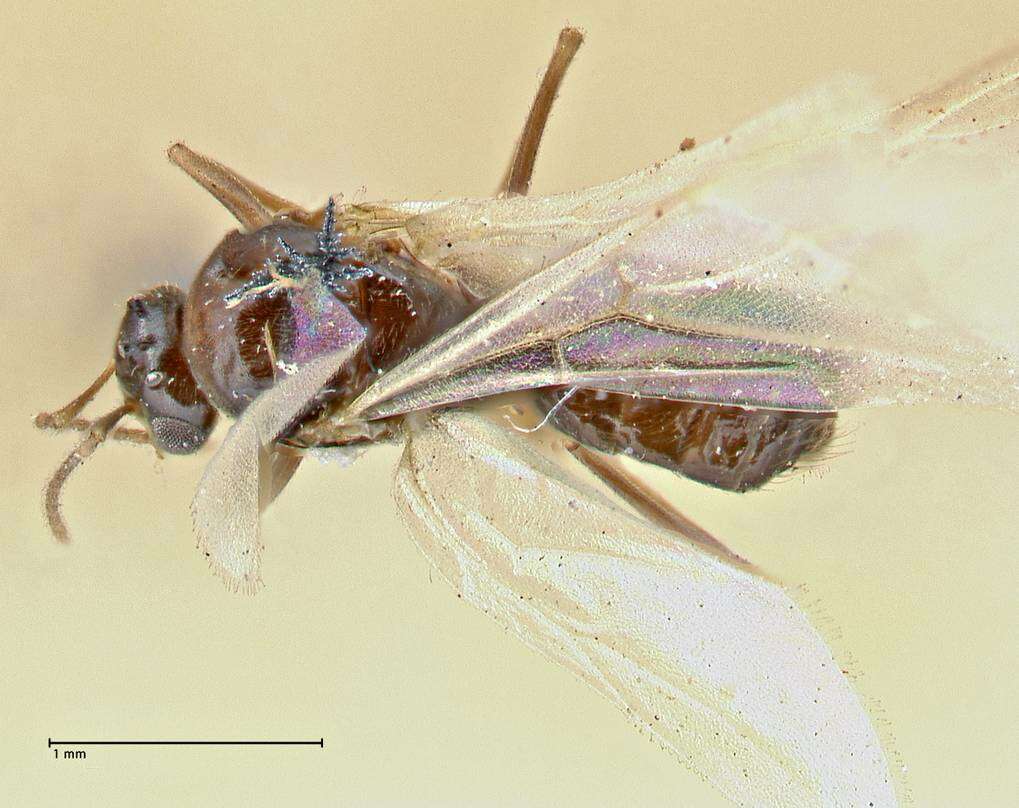 Imagem de Brachymyrmex coactus Mayr 1887