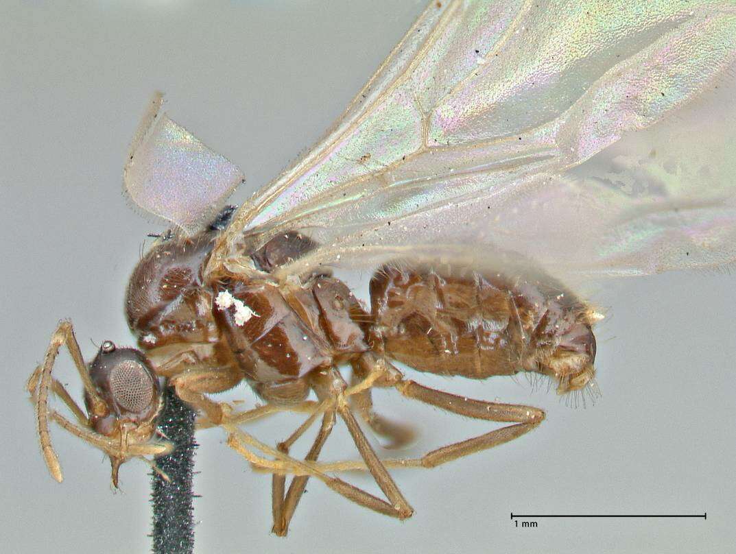 Imagem de Brachymyrmex coactus Mayr 1887