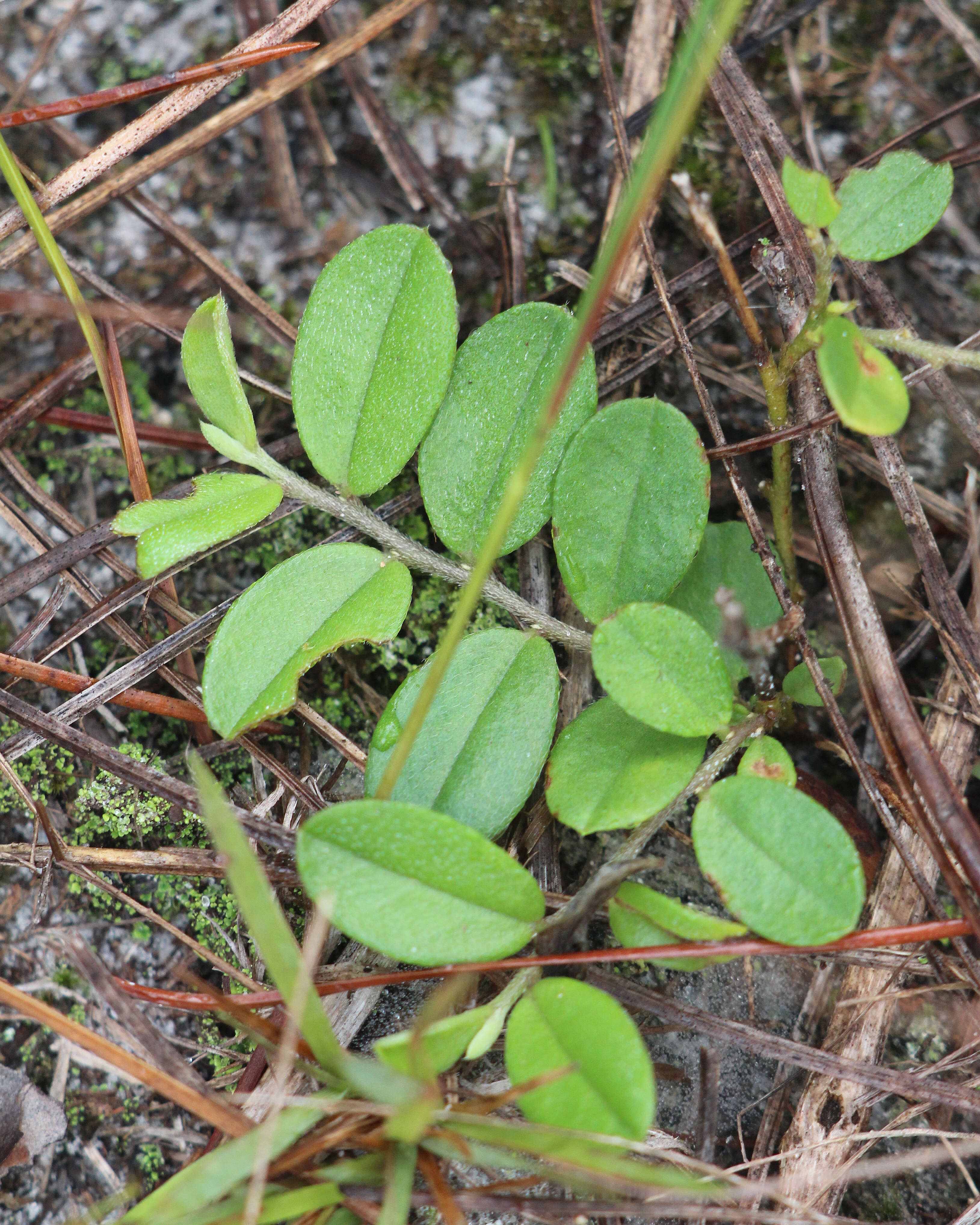 Image of Rabbitbells