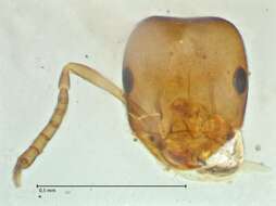 Image of Brachymyrmex flavidulus (Roger 1863)