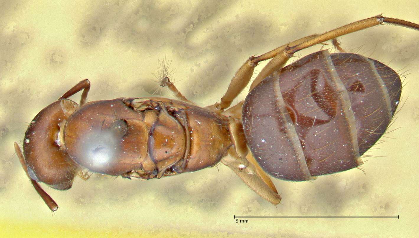 Imagem de Camponotus pilicornis (Roger 1859)