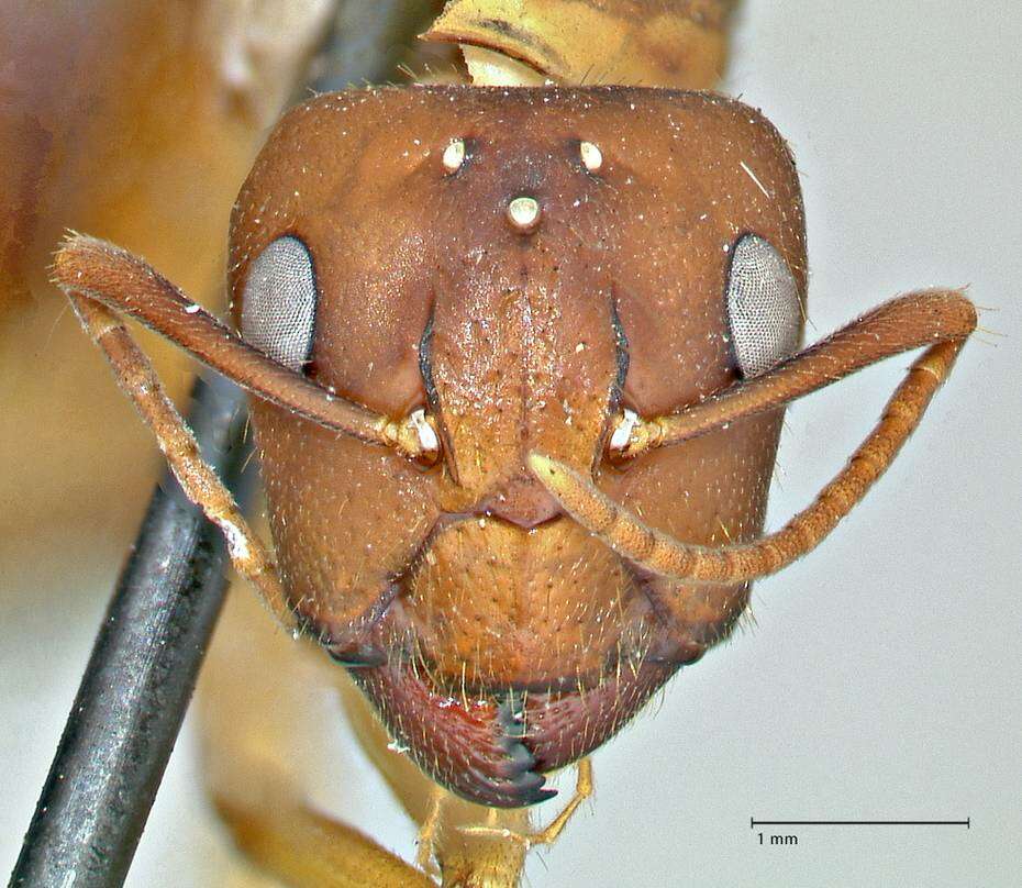 Imagem de Camponotus pilicornis (Roger 1859)