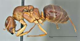 Imagem de Camponotus pilicornis (Roger 1859)