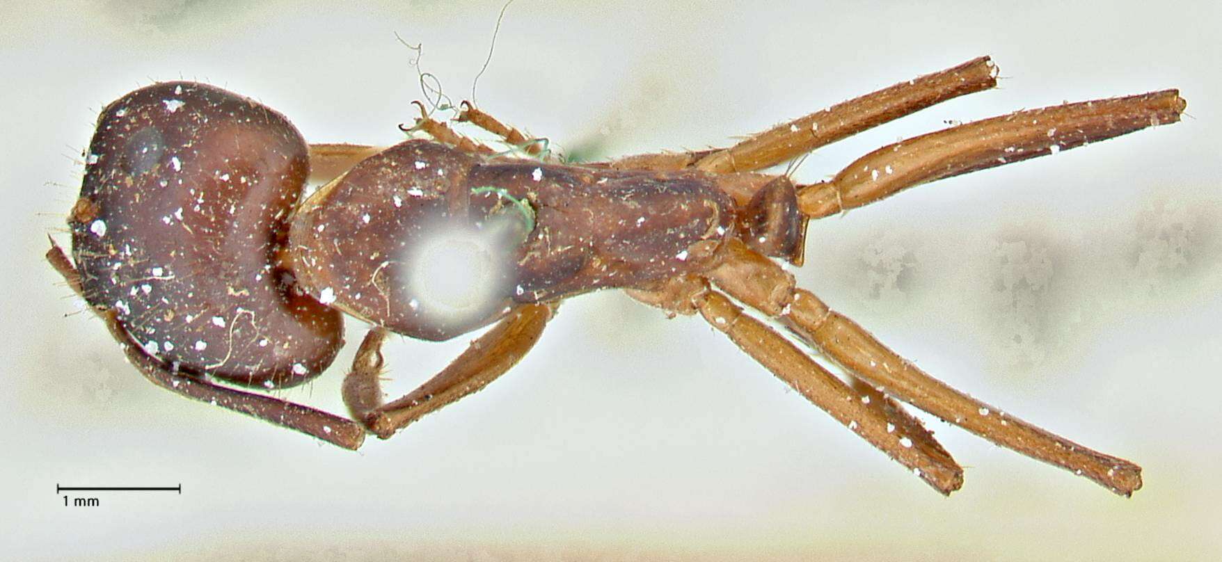 Imagem de Camponotus pilicornis (Roger 1859)