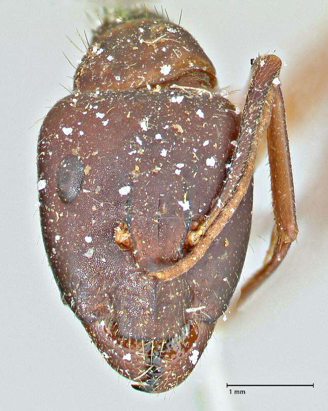 Imagem de Camponotus pilicornis (Roger 1859)