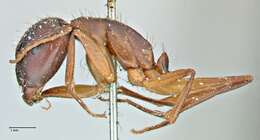 Imagem de Camponotus pilicornis (Roger 1859)