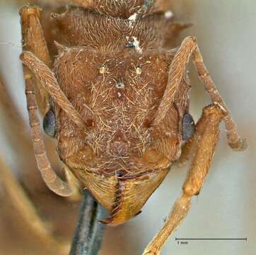 Image of Acromyrmex disciger (Mayr 1887)