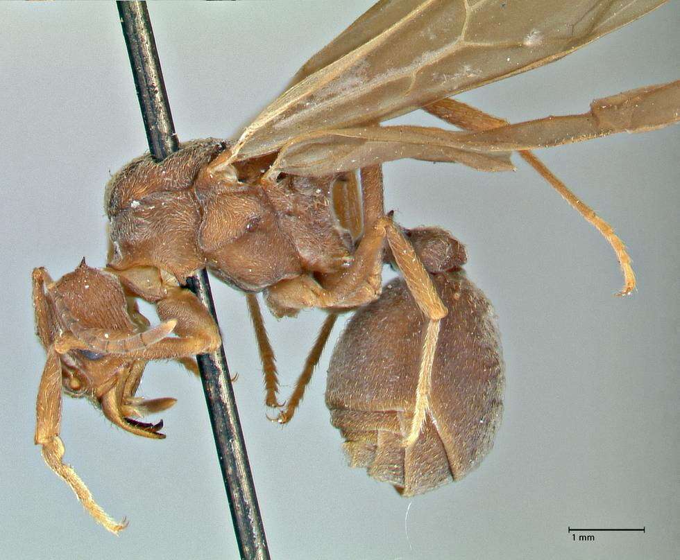 Image of Acromyrmex disciger (Mayr 1887)
