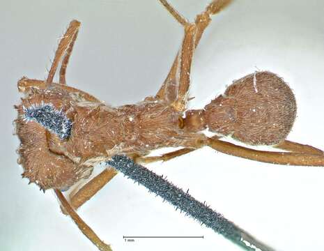 Image of Acromyrmex disciger (Mayr 1887)