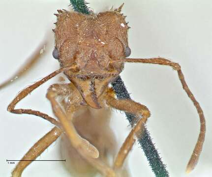 Image of Acromyrmex disciger (Mayr 1887)