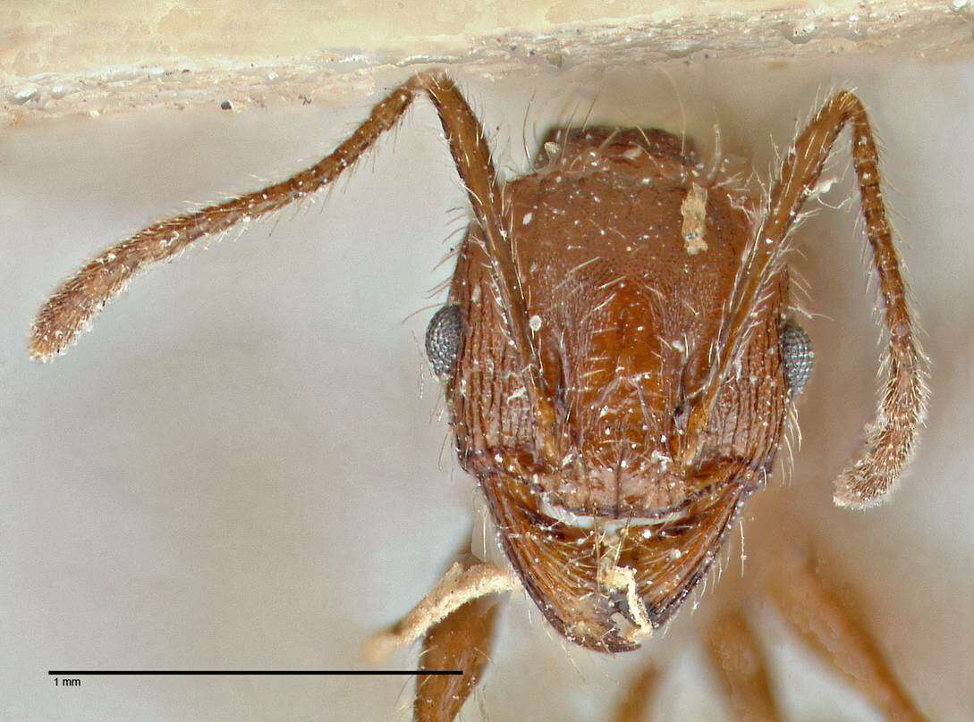 Plancia ëd Pheidole clavata (Emery 1877)