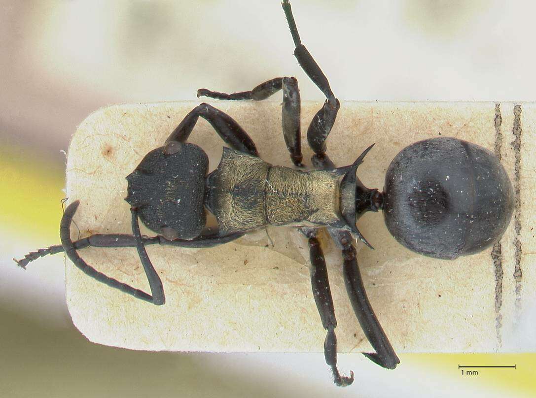 Image of Polyrhachis ornata Mayr 1876