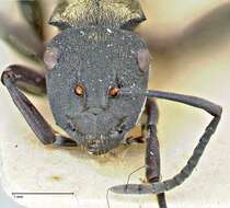 Image of Polyrhachis ornata Mayr 1876