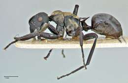 صورة Polyrhachis ornata Mayr 1876