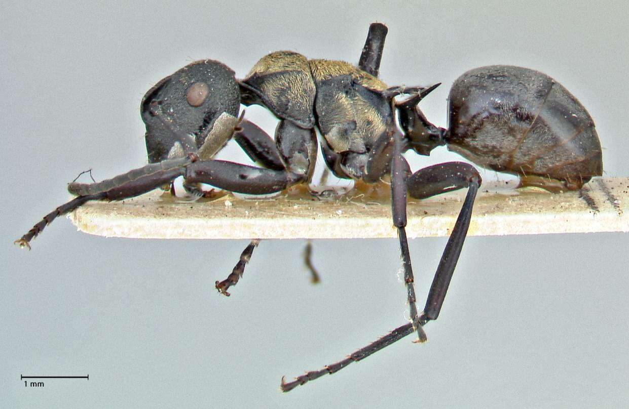 Image of Polyrhachis ornata Mayr 1876