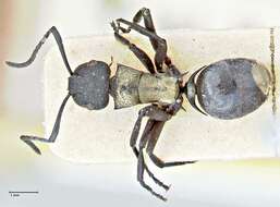 صورة Polyrhachis ornata Mayr 1876