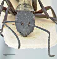 Image of Polyrhachis ornata Mayr 1876