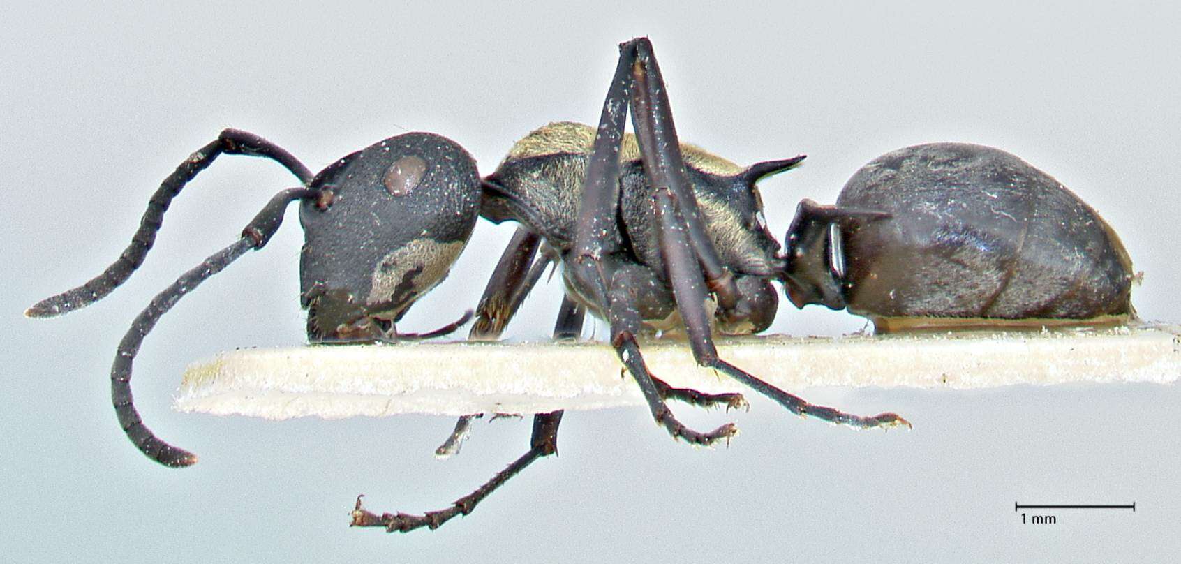 Image of Polyrhachis ornata Mayr 1876