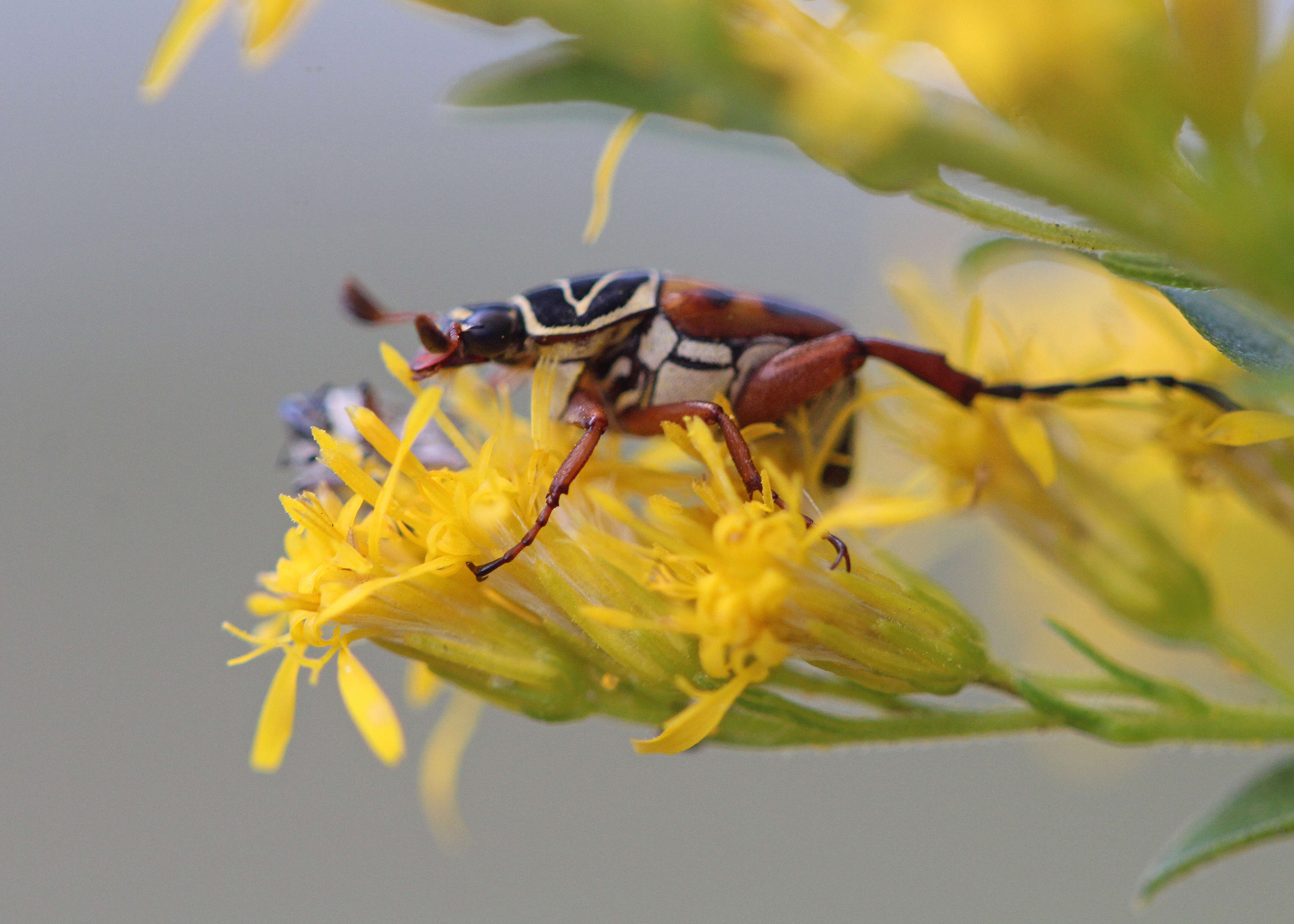 Image of Delta Flower Scarab