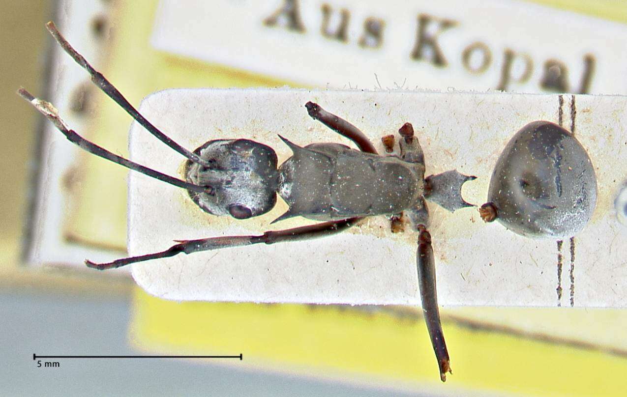 Image of Polyrhachis continua Emery 1887