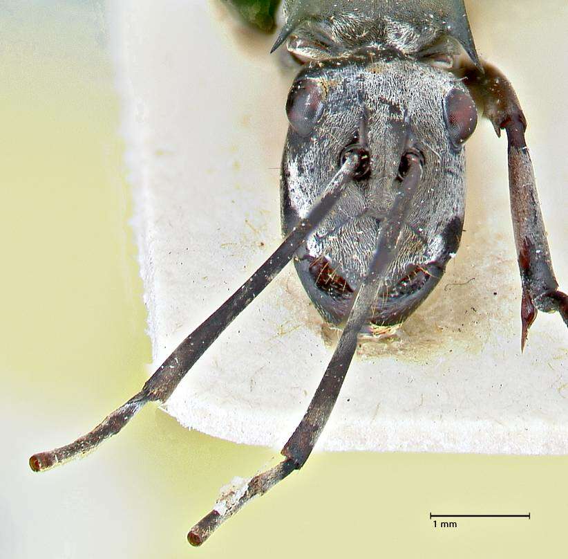 Image of Polyrhachis continua Emery 1887