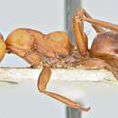 Image of Polyergus bicolor